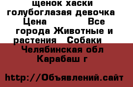 щенок хаски  голубоглазая девочка › Цена ­ 12 000 - Все города Животные и растения » Собаки   . Челябинская обл.,Карабаш г.